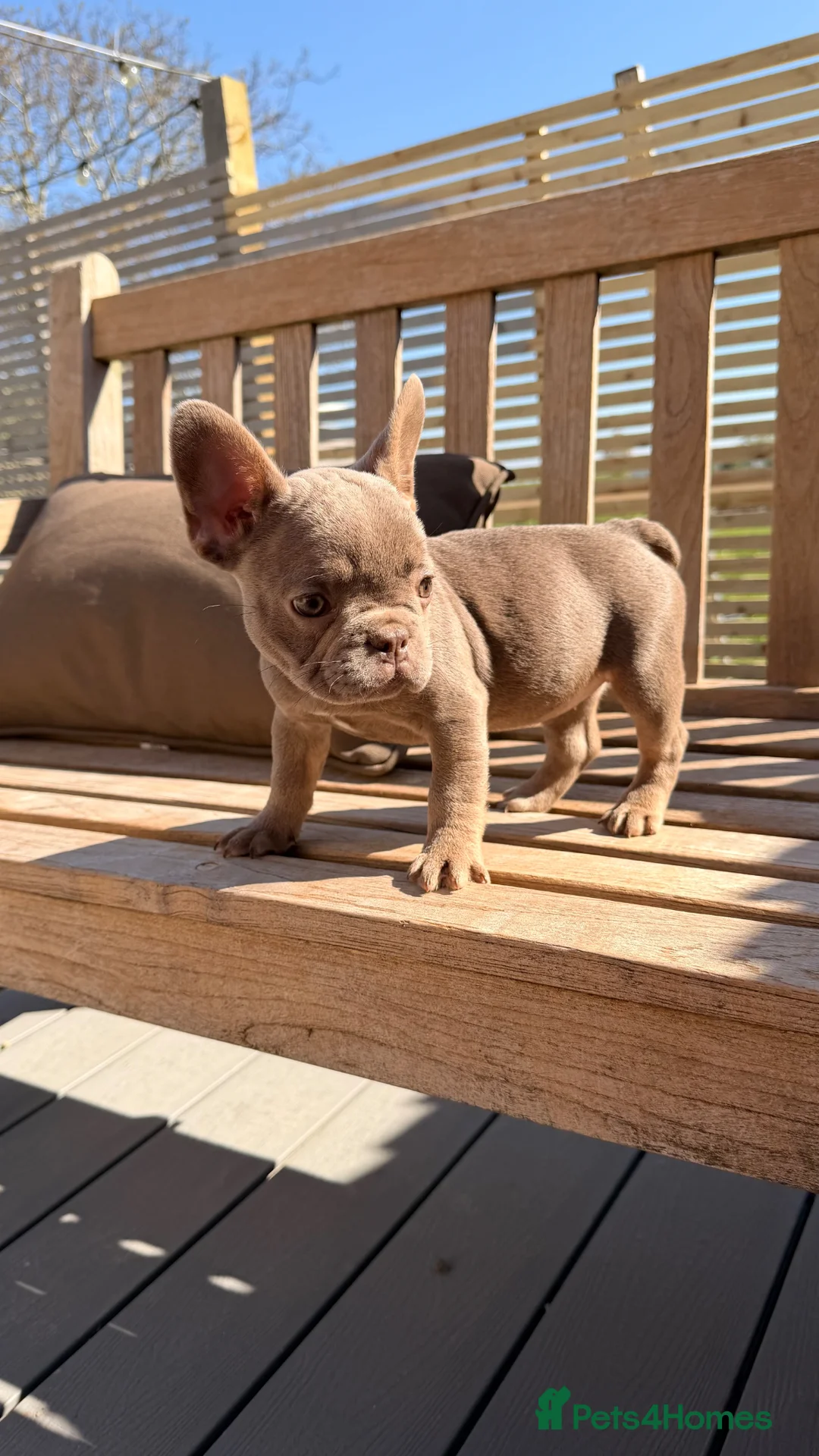 French Bulldog dogs for sale: 2 lovely french bulldogs  - Advert 5