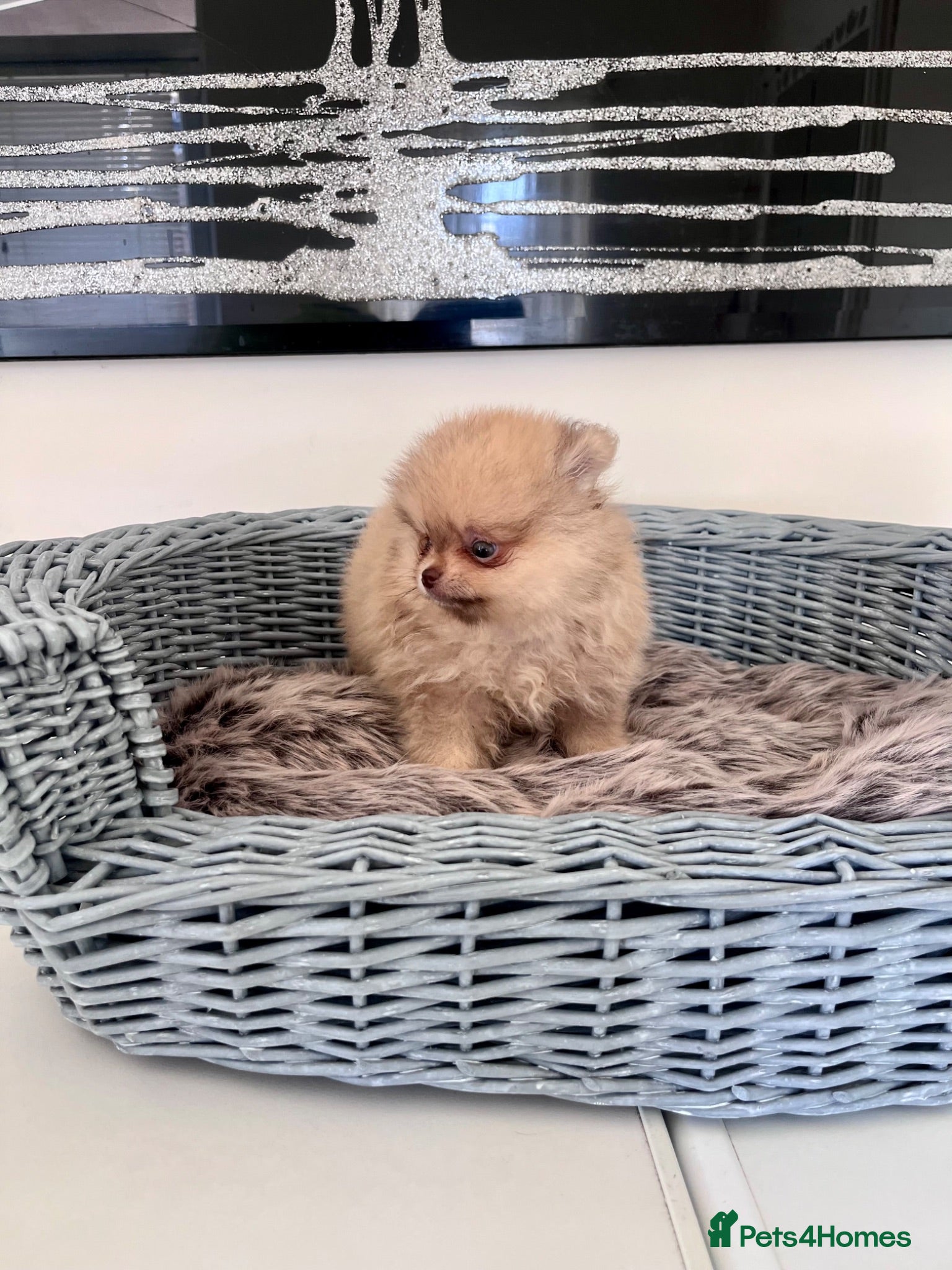 Pomeranian dogs 🔥Outstanding 450gr at 8 weeks🐻🏆 - Advert 1