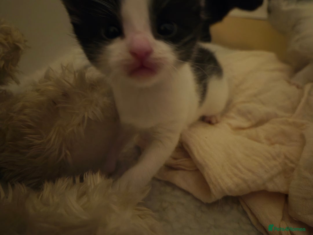 Domestic Shorthair cats for sale: Kittens - Advert 6