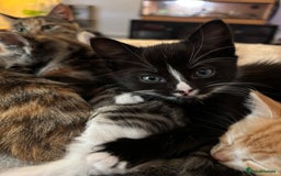 British Shorthair cats for sale: Beautiful mixed litter of kittens  - Image 3