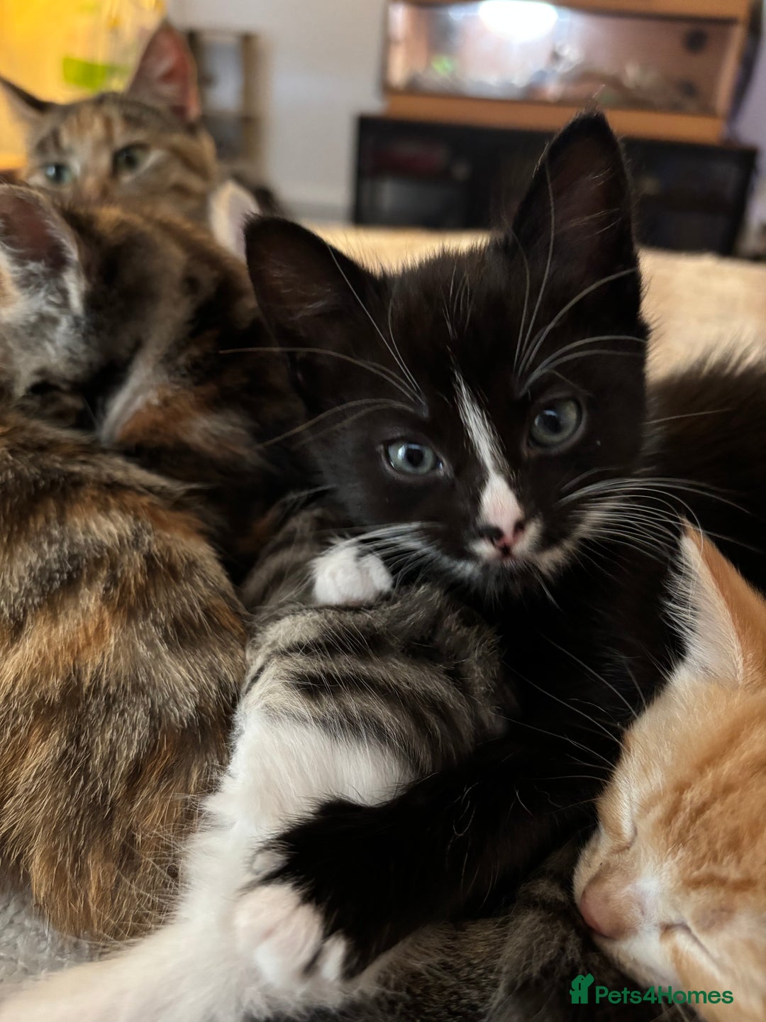 British Shorthair cats for sale: Beautiful mixed litter of kittens  - Image 3