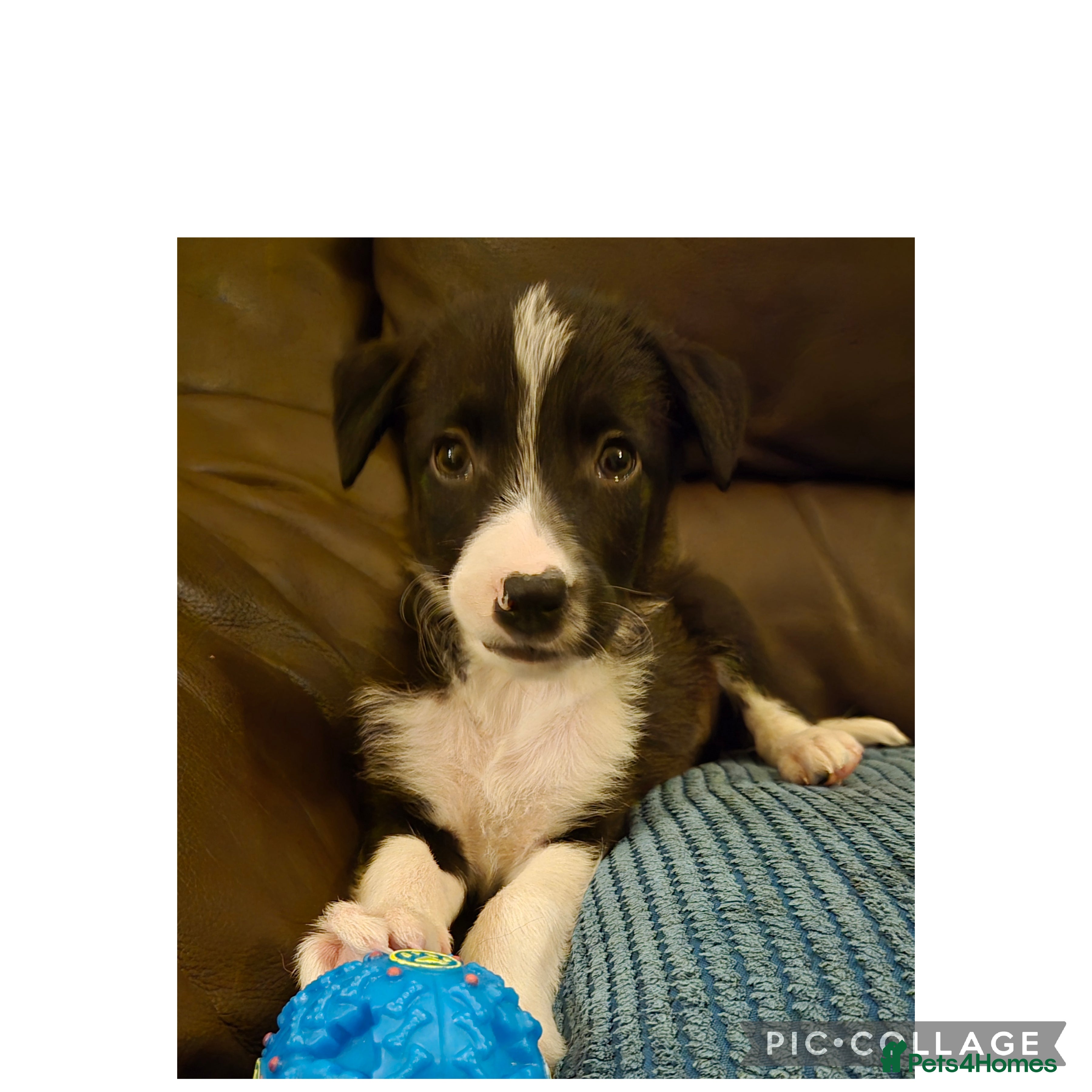 Border Collie dogs READY NOW Border collie puppies - Advert 2
