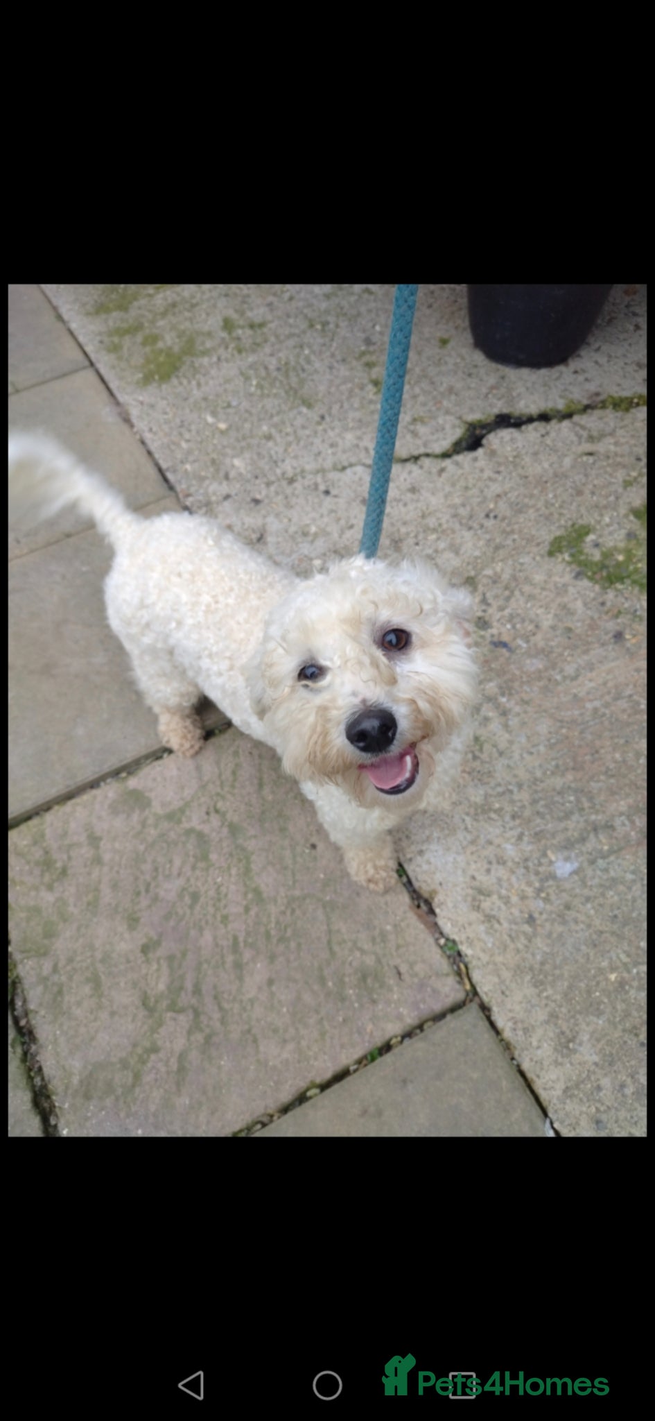 Bichon Frise dogs One beautiful bichon girl pup - Advert 1