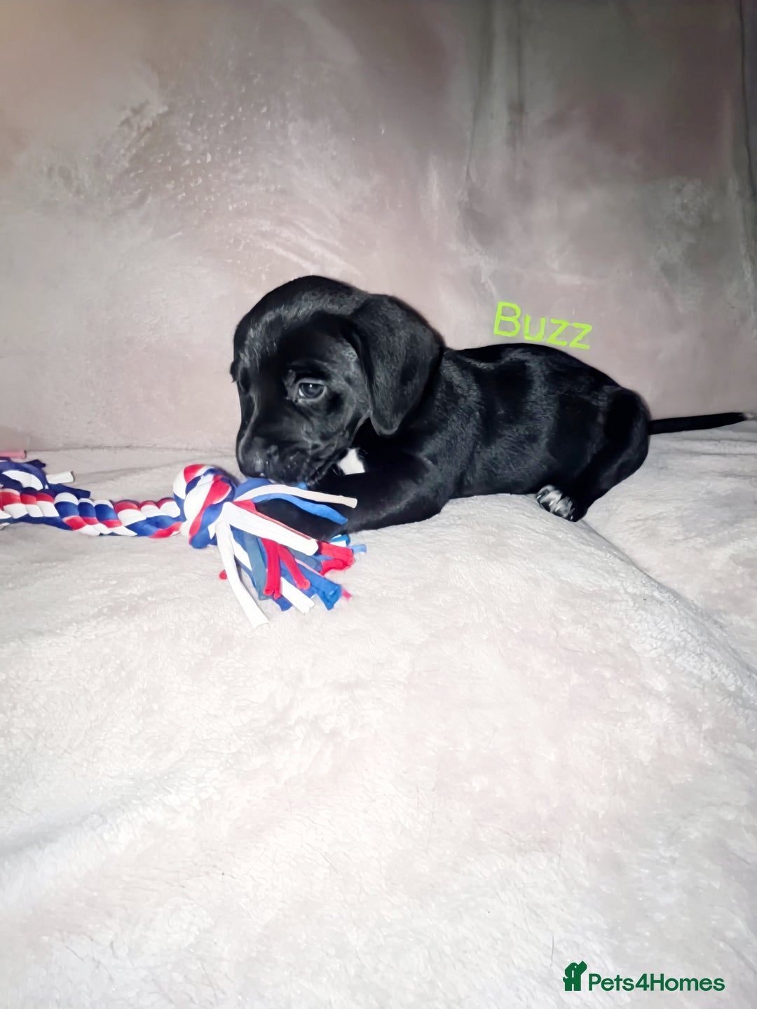 Mixed Breed dogs for sale: Dalmatian x dachshund  - Advert 7