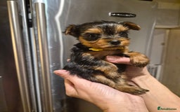 Yorkshire Terrier dogs for sale: 💝Beautiful Miniature Babies from 250g💝 - Image 14