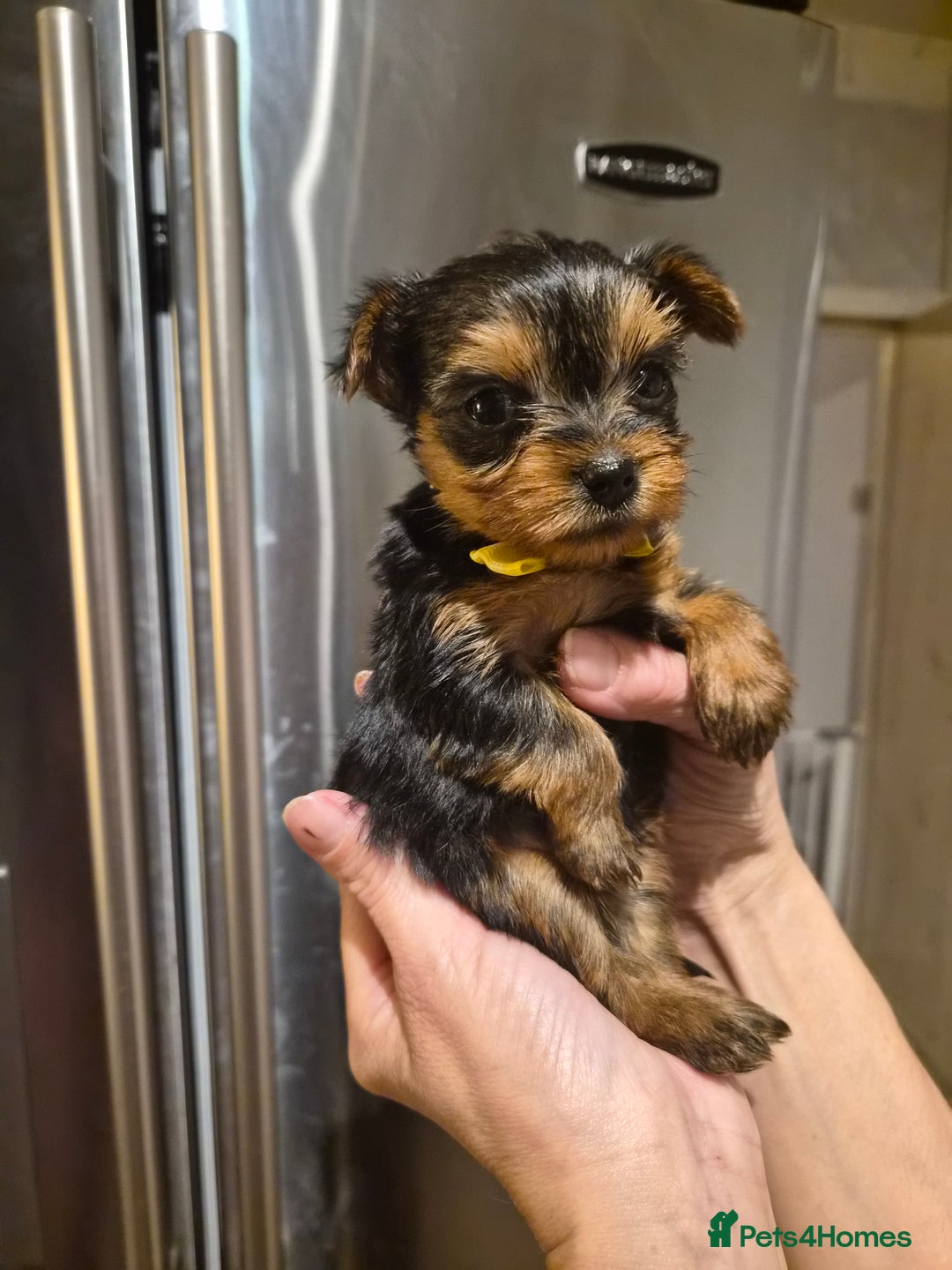 Yorkshire Terrier dogs for sale: 💝Beautiful Miniature Babies from 250g💝 - Image 14