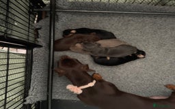 Miniature Dachshund dogs for sale: Gorgeous Mini Dachshund Smooth Puppies - Image 5