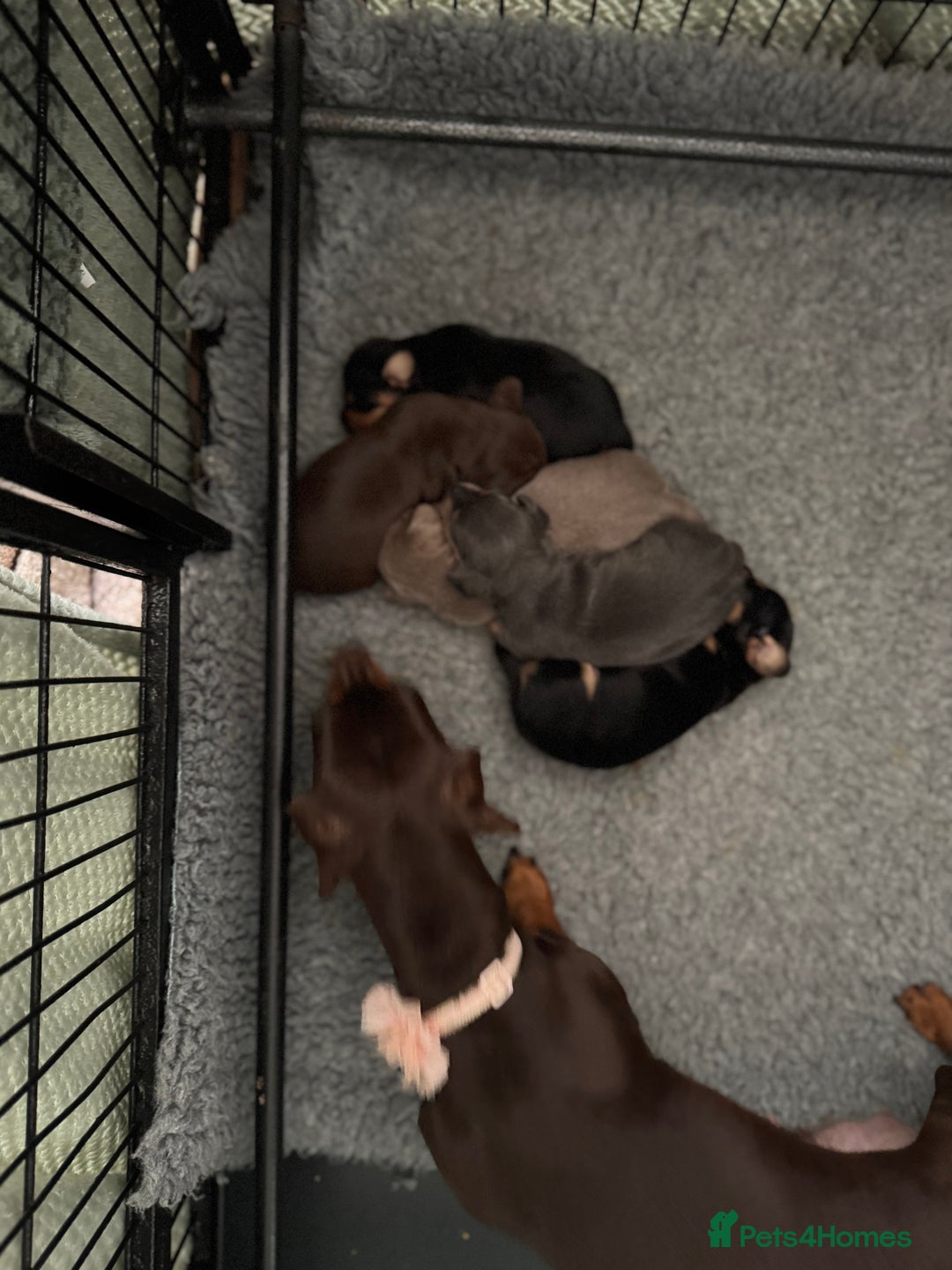 Miniature Dachshund dogs for sale: Gorgeous Mini Dachshund Smooth Puppies - Image 5