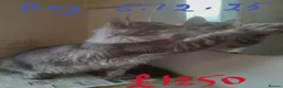 Maine Coon cats for sale: black silver ticked TICA Maine Coon boy - Advert 12