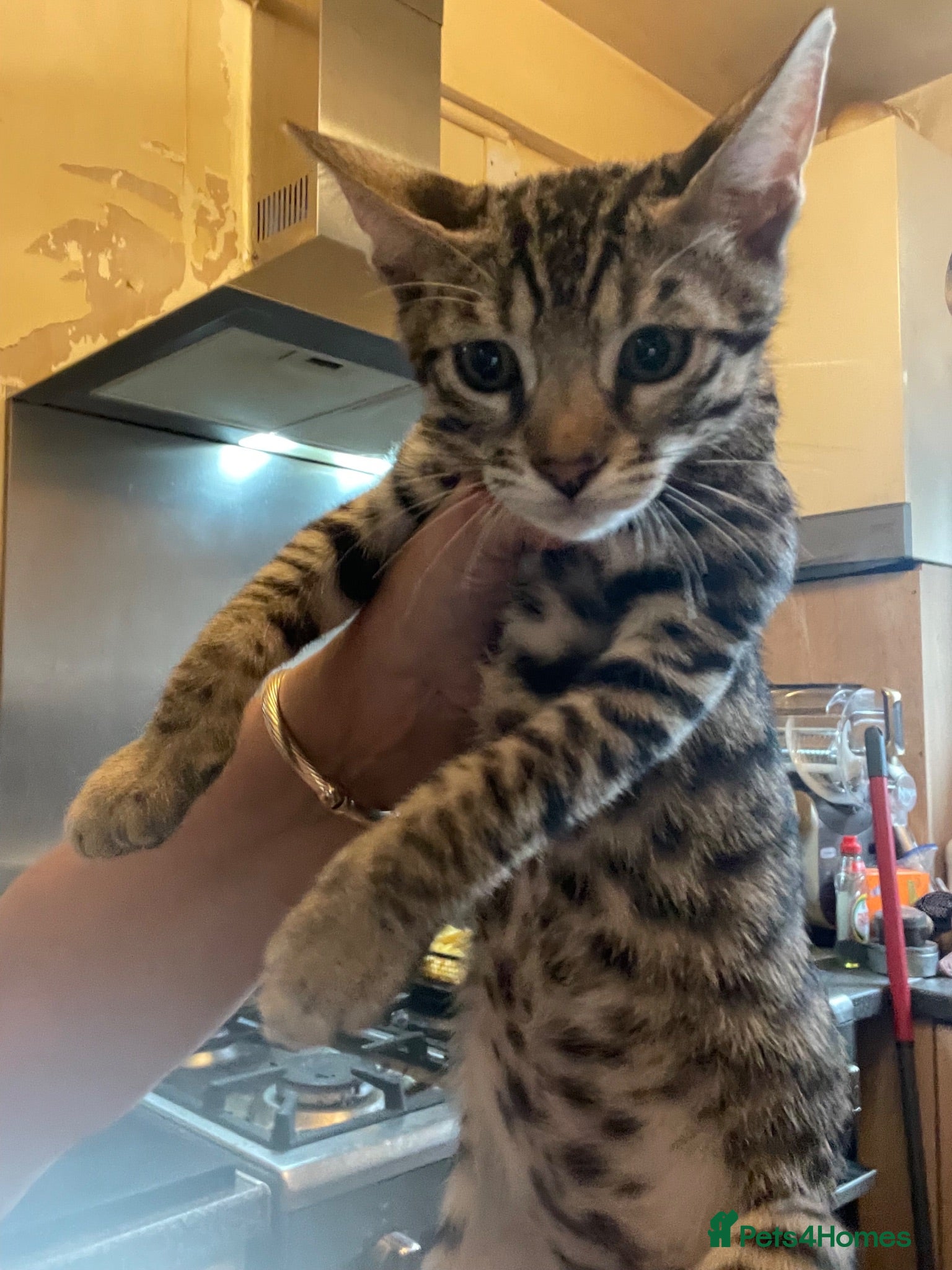 Bengal cats ♥️READY NOW FOR MY NEW MUMMY OR DADDY AM ❤️❤️ - Advert 16