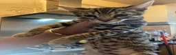 Bengal cats for sale: ♥️IAM ❤️WATCH ALL MY VIDEOS👀FOR MUMMY OR DADDY ❤️ - Advert 3