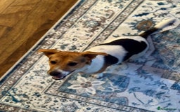 Jack Russell dogs for sale: Jack Russell Terrier boy looking for new home - Image 9