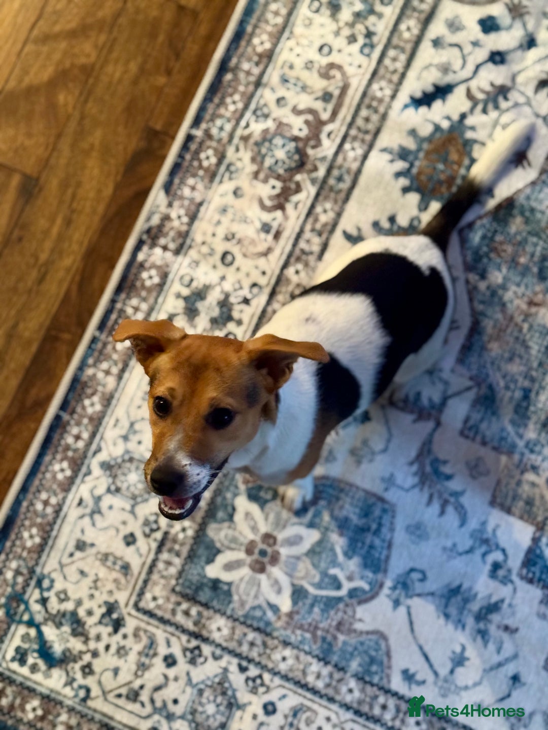 Jack Russell dogs for sale: Jack Russell Terrier boy looking for new home - Image 9