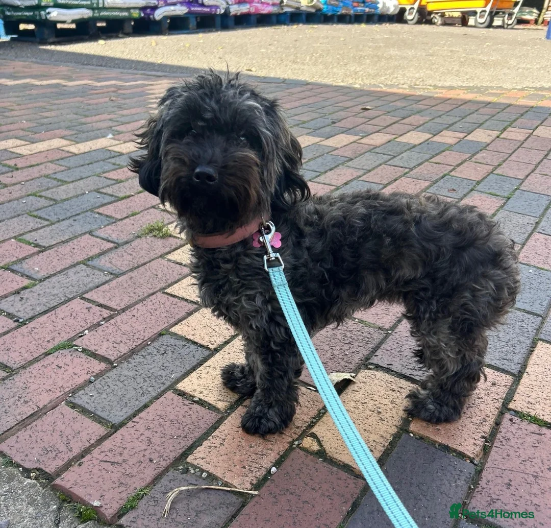 Doxiepoo dogs for sale:  Doxie-poo Looking for a Loving Forever Home in Coventry - Advert 3