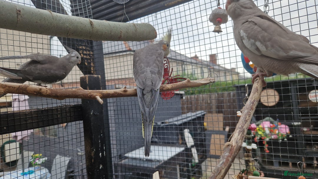 Cockatiels birds for sale: 2x baby cockatiels for sale £100 each - Image 2
