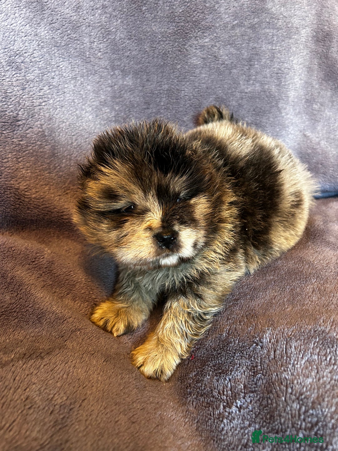 Chow Chow dogs for sale: Stunning chow chow puppies  - Advert 14