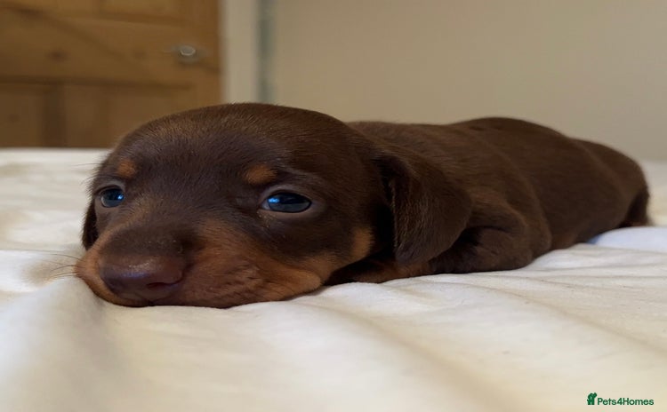 Miniature Dachshund dogs - Advert 8