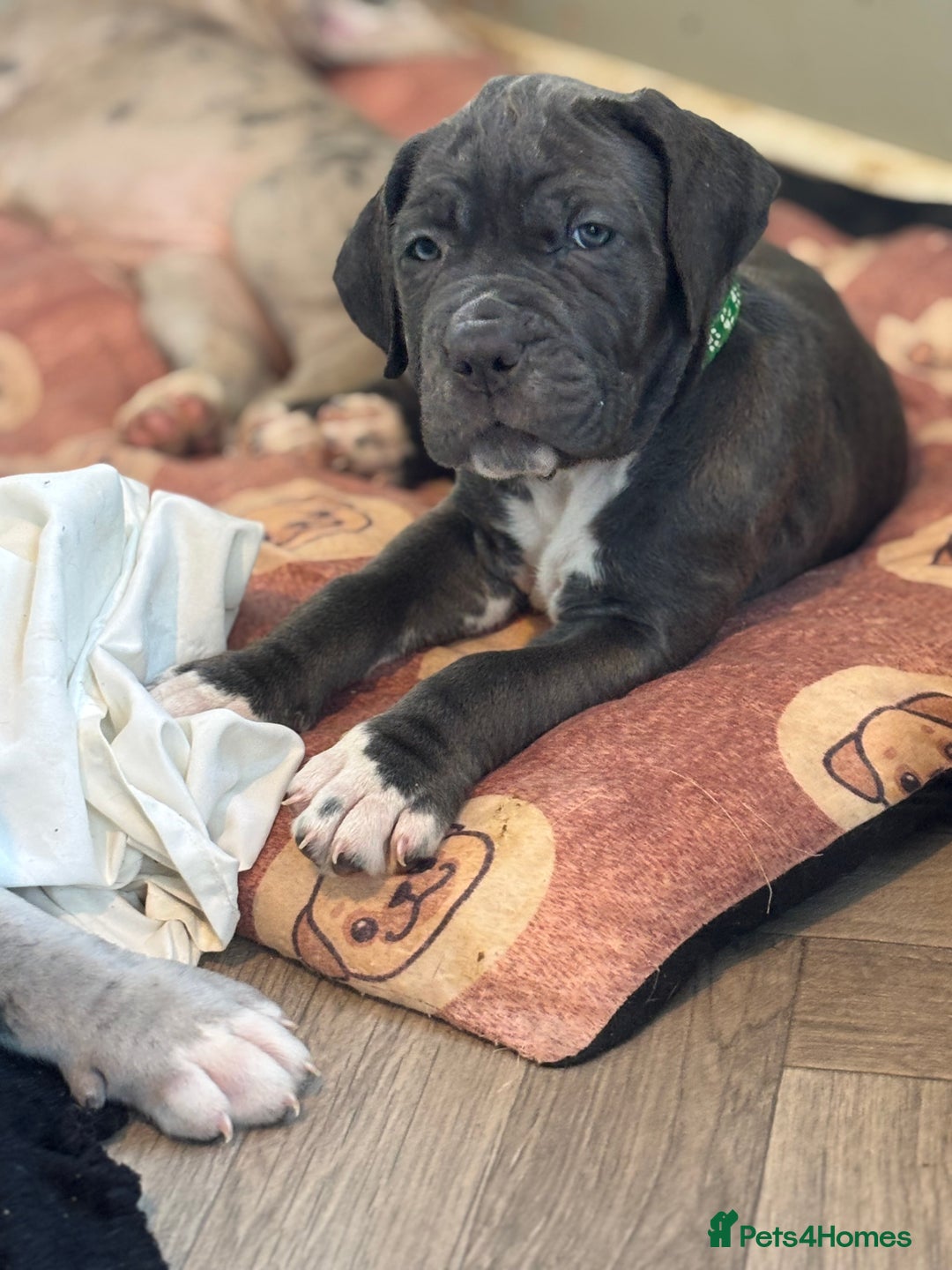 Neapolitan Mastiff dogs for sale: Mastiffs - Advert 12