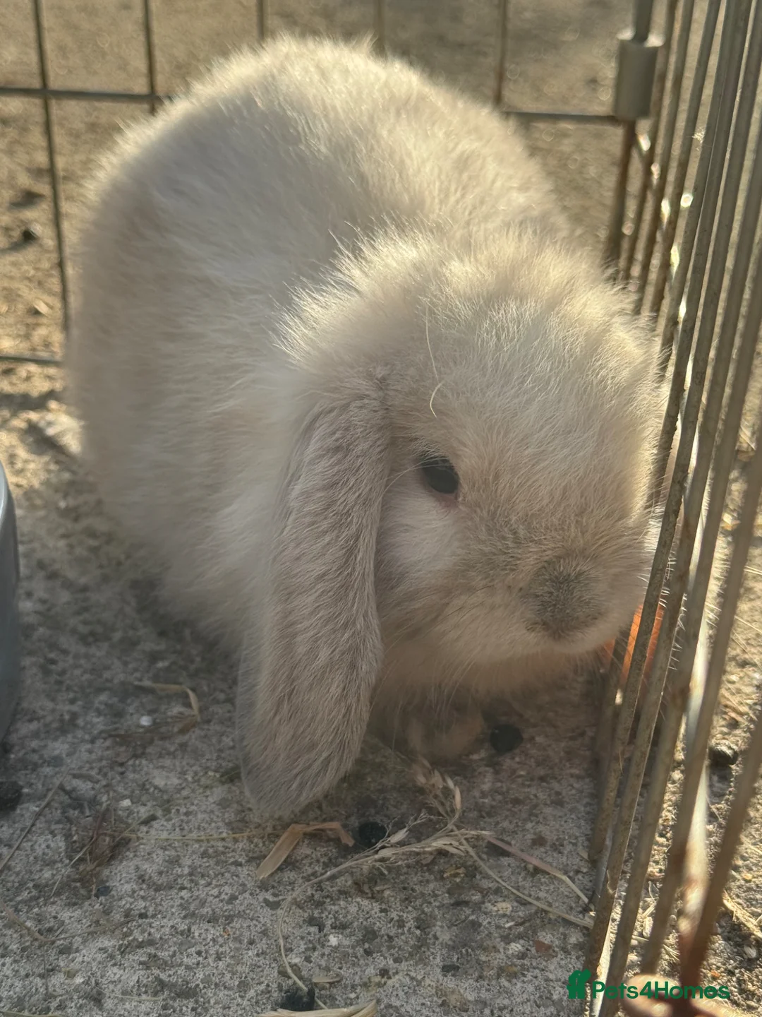 Mini Lop rabbits for sale: Cute baby mini lop boy  - Advert 2