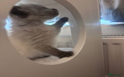 Ragdoll cats for sale: One gorgeous pedigree Ragdoll kitten available  - Image 13