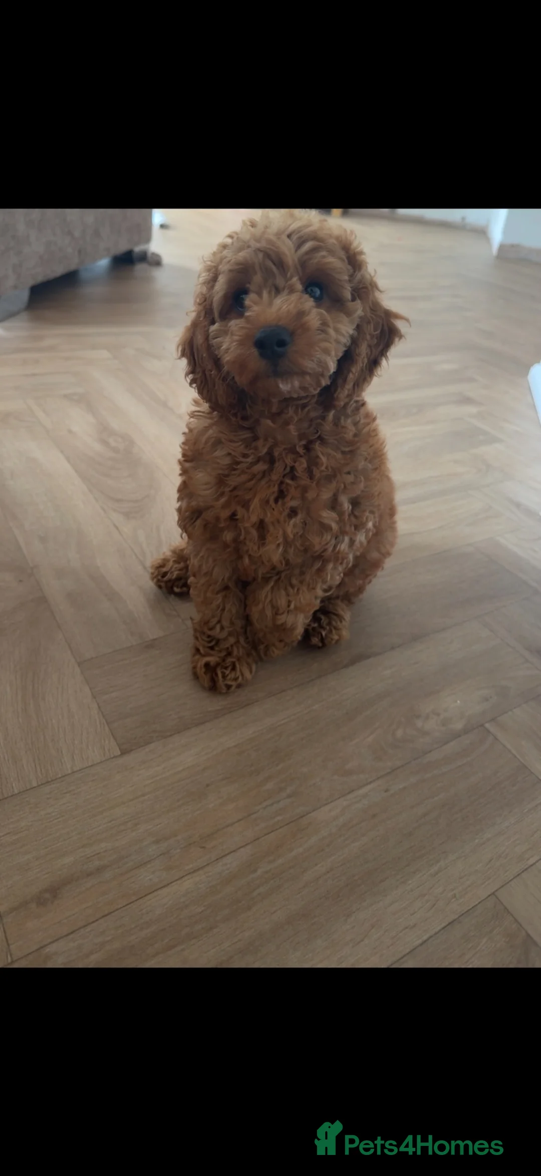 Cockapoo dogs for sale: F1 cockerpoo - Advert 2