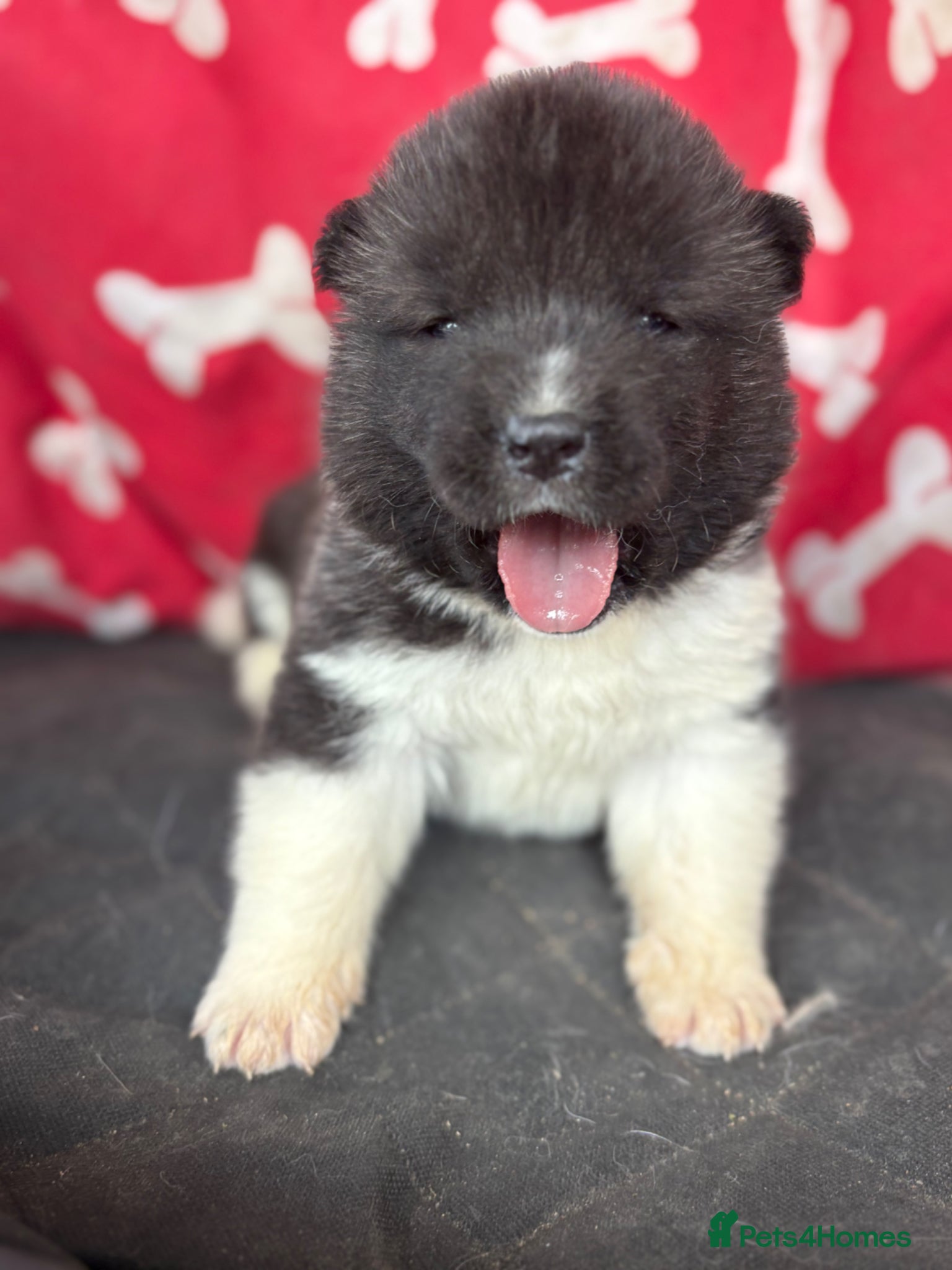 Akita dogs Quality KC registered American Akita Puppies - Advert 2