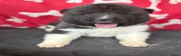 Akita dogs for sale: Quality KC registered American Akita Puppies - Advert 2