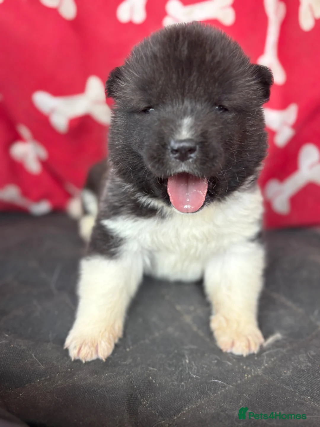 Akita dogs for sale: Quality KC registered American Akita Puppies - Advert 2