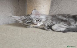 Maine Coon cats for sale: READY NOW Maine Coon Kitten Russian/Shaded lines in Hull - Image 12