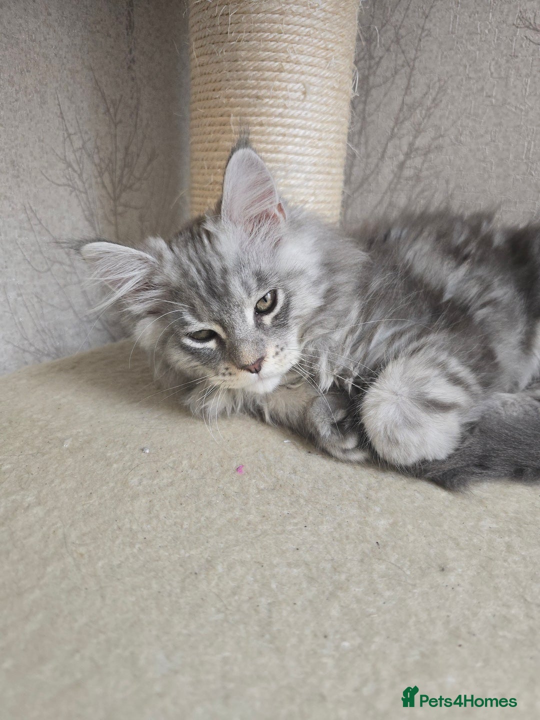 Maine Coon cats for sale: READY NOW Maine Coon Kitten Russian/Shaded lines in Hull - Image 12