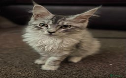 Maine Coon cats for sale: Female Mainecoon for sale - Image 1