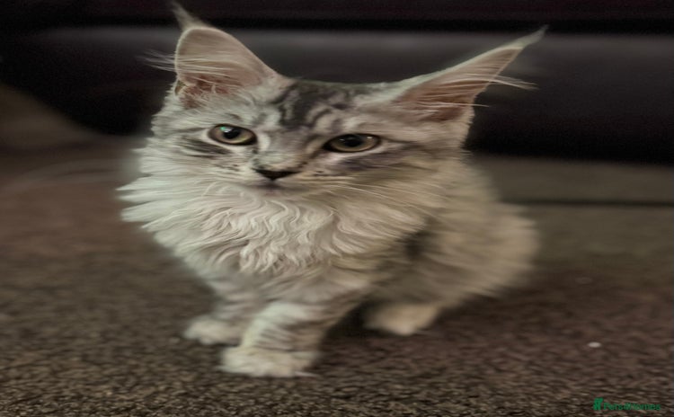 Maine Coon cats - Advert 2