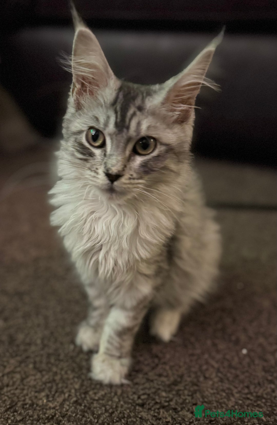 Maine Coon cats for sale: Female Mainecoon for sale - Image 1