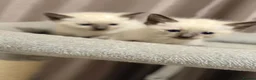 Siamese cats for sale: Fluffy Siamese x Ragdoll Kittens – Blue Eyes - Advert 4