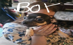 Chihuahua dogs for sale: Chihuahua puppies - Image 3