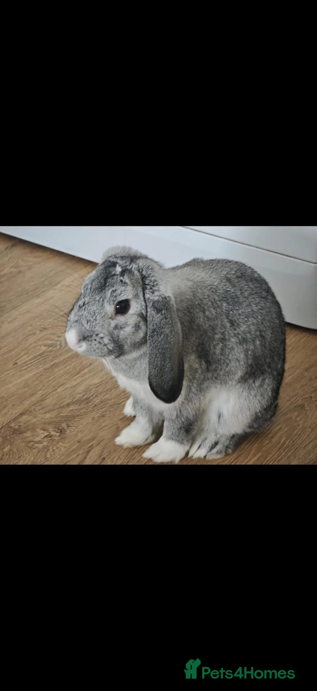 Mini Lop rabbits for sale: Grey mini lop rabbit  - Advert 2