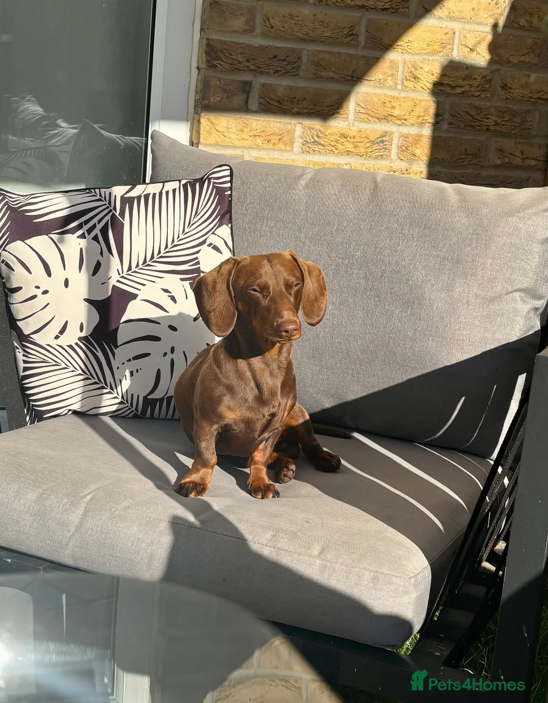 Dachshund dogs for stud: Richmond the stud  - Advert 7
