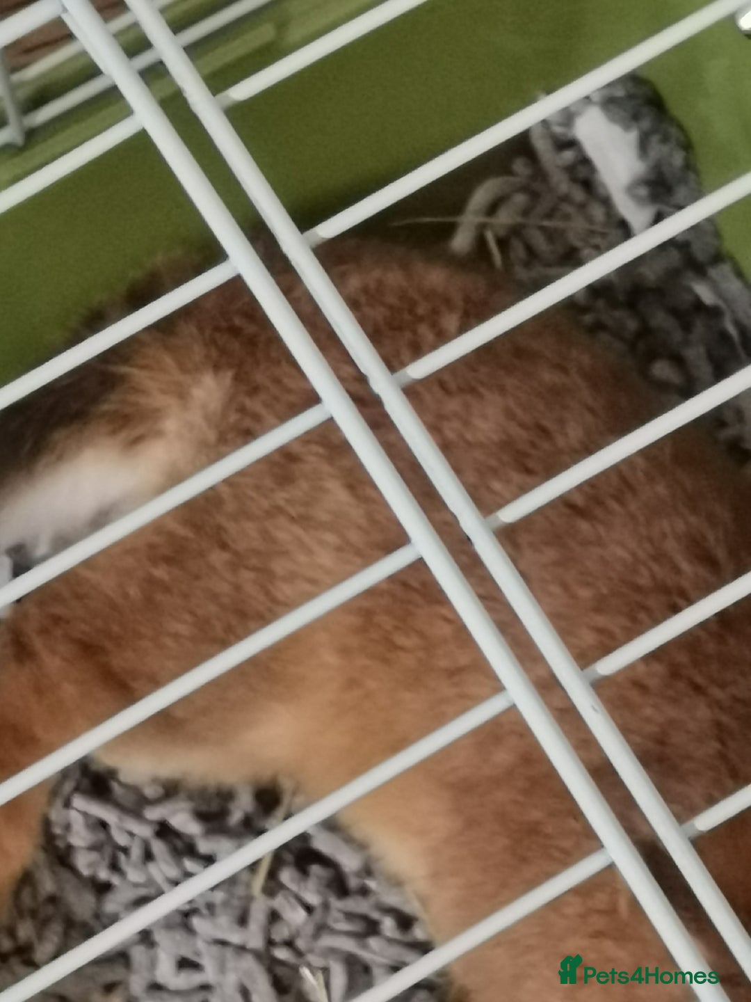 Netherland Dwarf rabbits for sale: Unique, Rare Red Fox Rabbit for sale - Advert 11