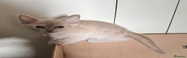 Burmese 3 GIRL 2 