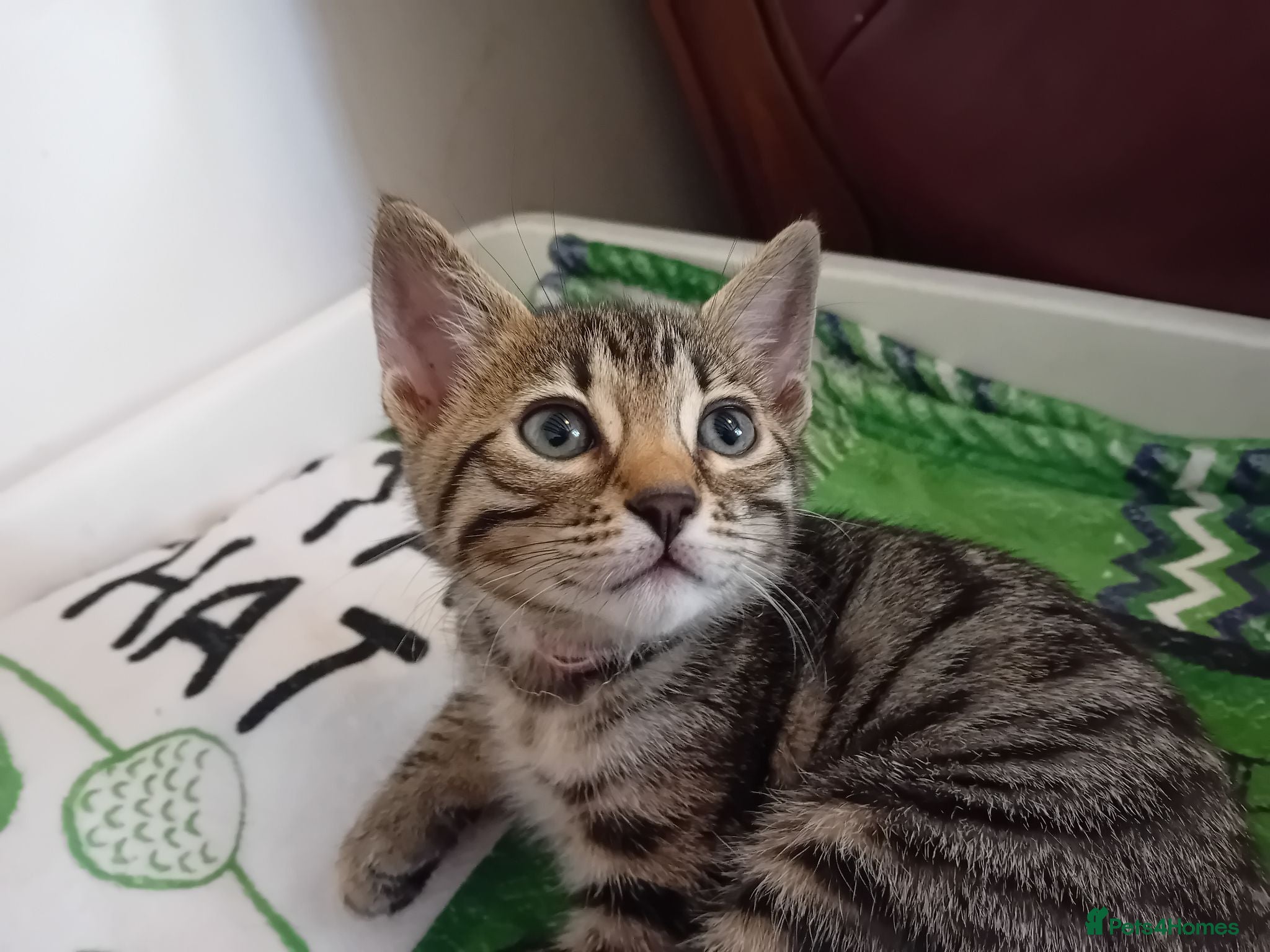 Bengal cats HomeRaised Bengal x Blue British Shorthair Kittens - Advert 11