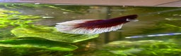 Bettas fish for sale: Beautiful Male Betta needing new home! - Advert 2