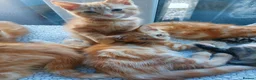 Mixed Breed cats for sale: Maine coon cross Ginger 12 week kittens male - Advert 9