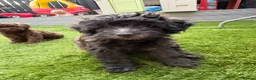 Shihpoo dogs for sale: READY NOW! 🧸🤎 Adorable F1B Shihpoo puppies  - Advert 2