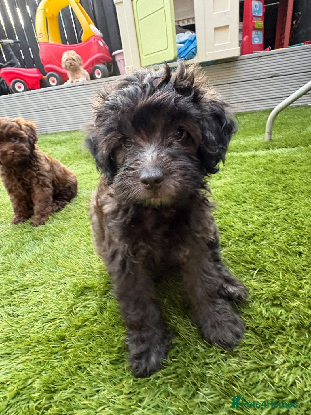 Shihpoo dogs for sale: READY NOW! 🧸🤎 Adorable F1B Shihpoo puppies  - Advert 2