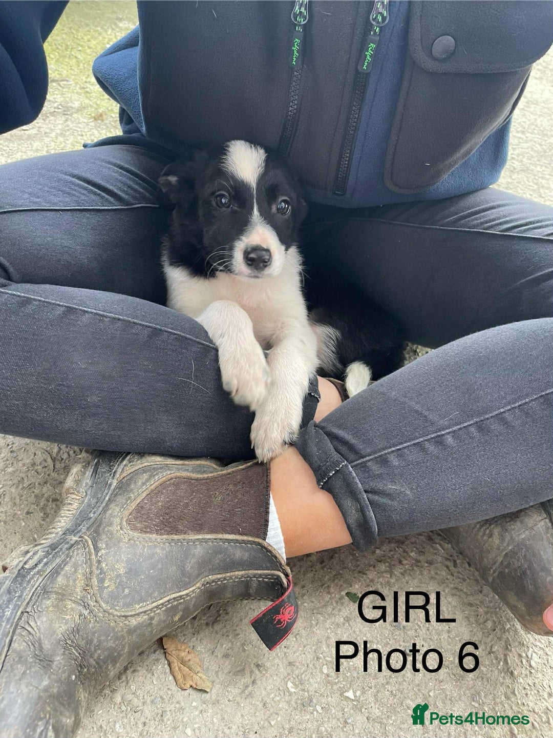 Smooth Collie dogs for sale: Collie pups - Image 6