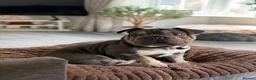 Mixed Breed dogs for sale: Velvet French bulldog boy  - Advert 6