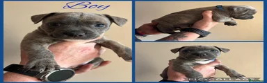 Staffordshire Bull Terrier 1
