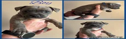 Staffordshire Bull Terrier dogs for sale: Staffordshire Bull Terrier Puppies in Coleraine - Advert 2