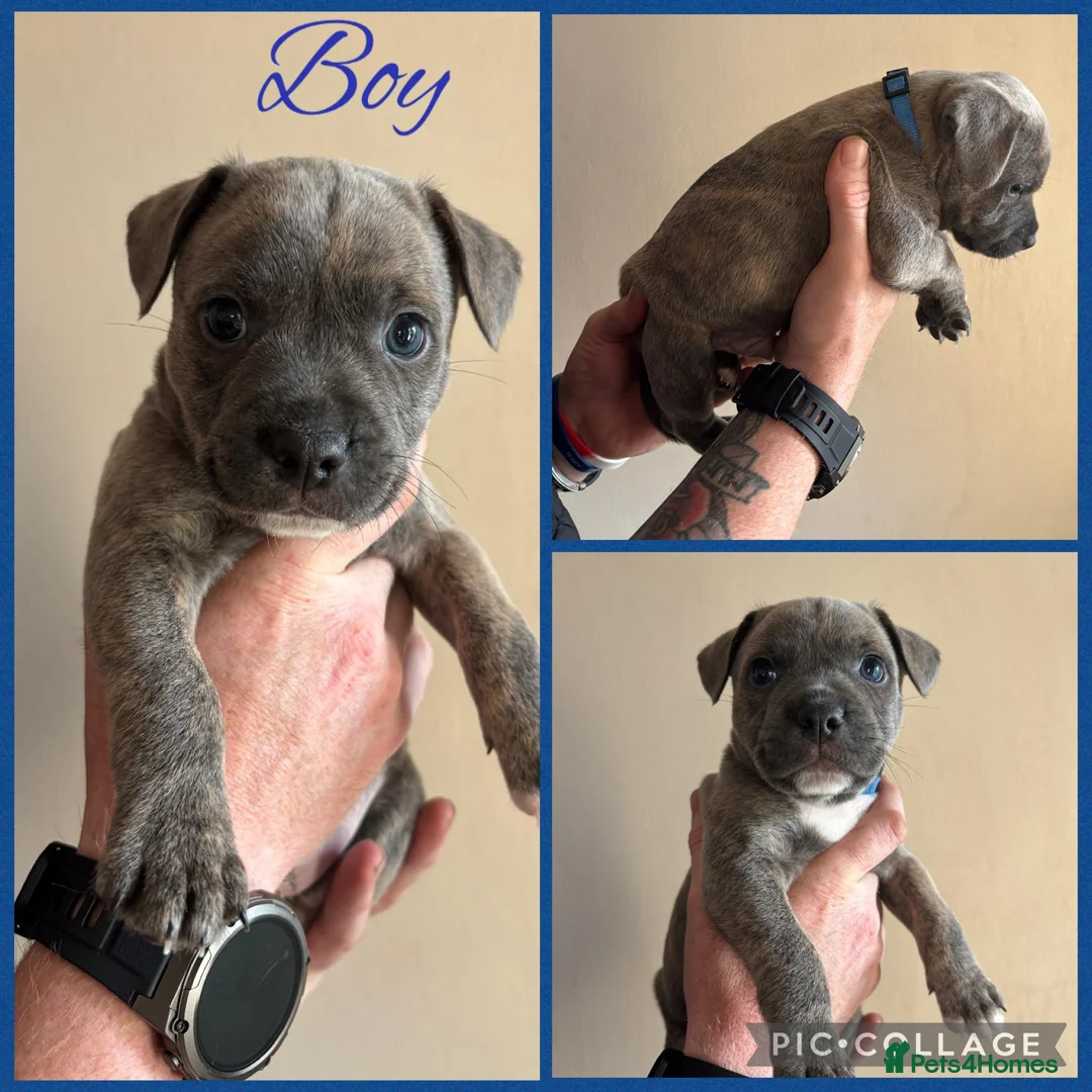 Staffordshire Bull Terrier dogs for sale: Staffordshire Bull Terrier Puppies in Coleraine - Advert 2