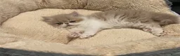 Persian cats for sale: 🐾 Pure Persian Kittens  🐾 in Manchester - Advert 5